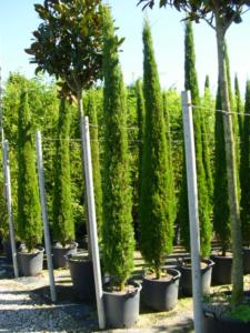 Cupressus Semp.  Pyramidalis  H250/300 35Lt