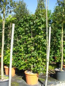 Liquidambar Styraciflua spalliera H200 X L120 70Lt