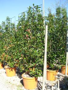 Photinia Red Robin spalliera H200 X L120 70Lt