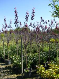 Prunus Pissardii Nigra 1/2 fusto C8-10 18Lt