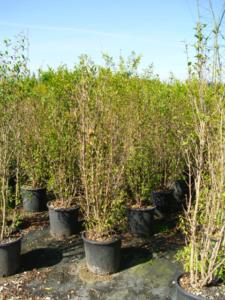 Punica Granatum (melograno) cespuglio H125/150 25Lt